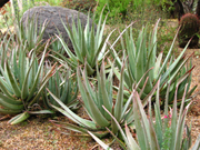 Medicinal Aloe